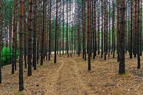 Prašná cesta v lese — Stock fotografie