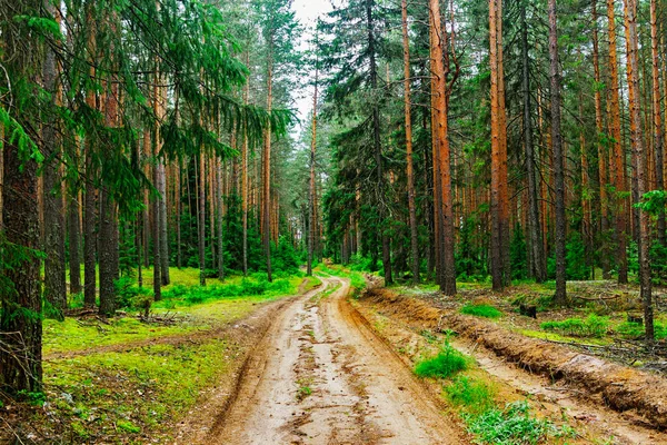 Feldweg im Wald — Stockfoto