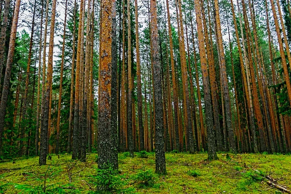 Дикі соснового лісу — стокове фото