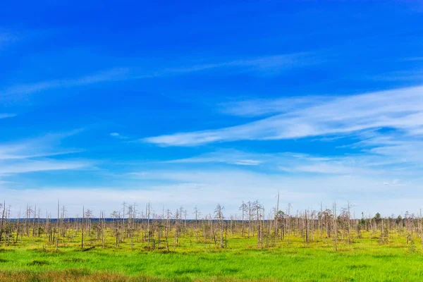Yeşil Çim Ölü Ağaçlar Ile Bir Güneşli Yaz Gününde Bataklık — Stok fotoğraf