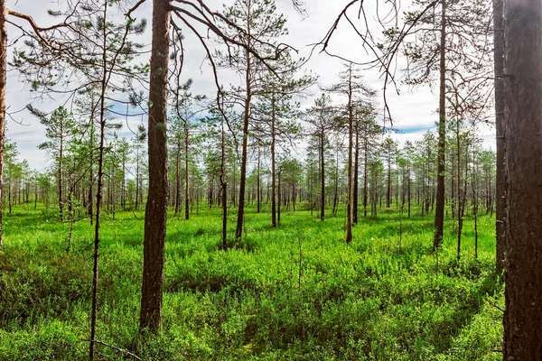 Bažiny a lesy — Stock fotografie