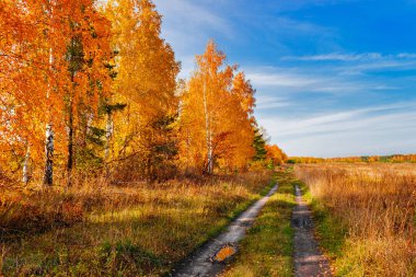 yol sonbahar ormanda ve alan