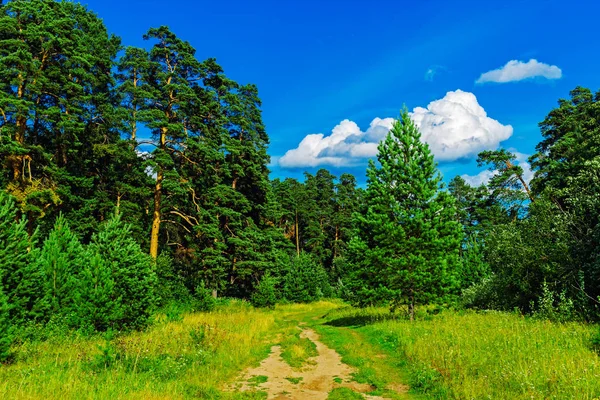 Estrada de terra na floresta em um dia de verão — Fotografia de Stock