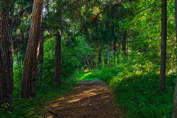Брудна дорога в хвойному лісі в літній день — стокове фото