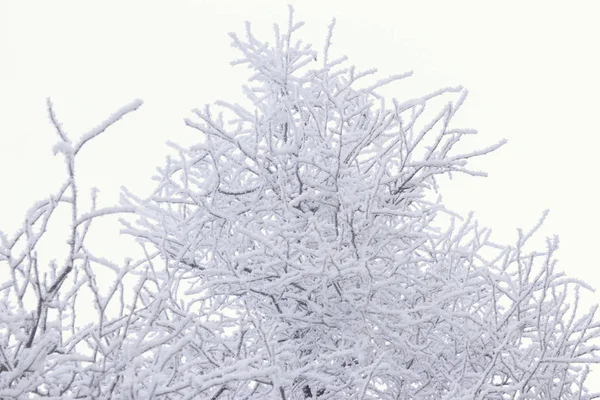 Winter frosty takken op een witte achtergrond — Stockfoto