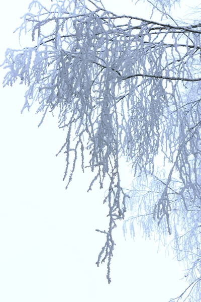 Winterfrostige Zweige auf weißem Hintergrund — Stockfoto