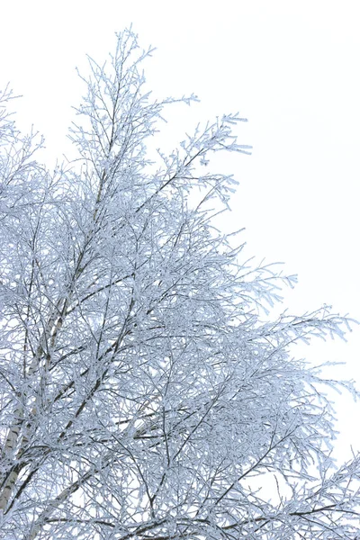 Zimowy mroźny oddziałów na białym tle — Zdjęcie stockowe