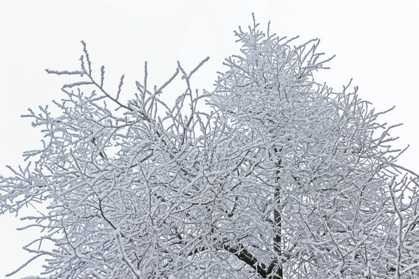 Winter frosty takken op een witte achtergrond — Stockfoto