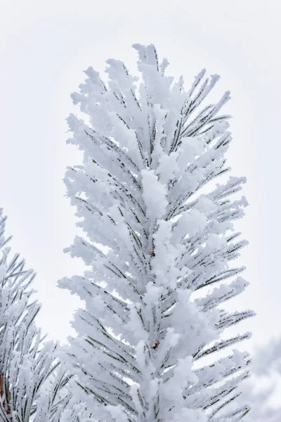Branche givrée d'hiver sur fond blanc — Photo