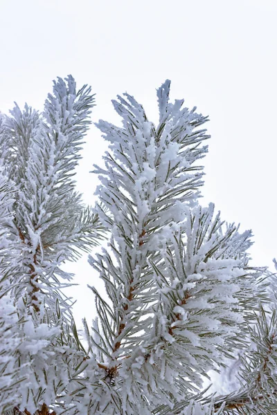 Kış beyaz bir arka plan ayaz dallarda — Stok fotoğraf