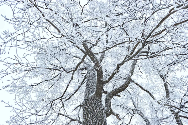 Зимнее морозное дерево на белом фоне — стоковое фото