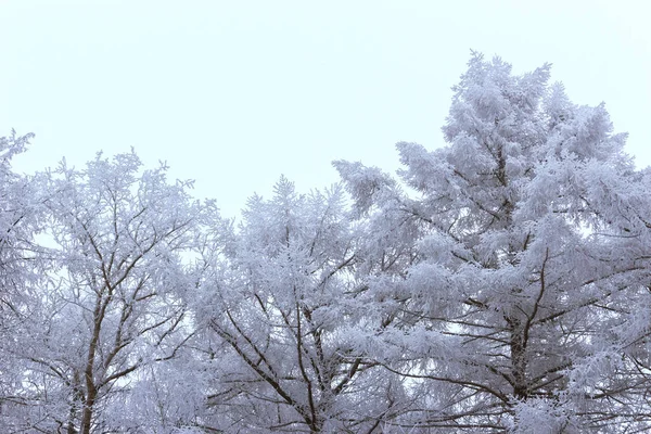 Winter frosty bomen op een witte achtergrond — Stockfoto