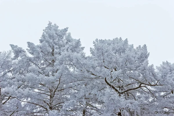 Зимові морозні дерева на білому тлі — стокове фото