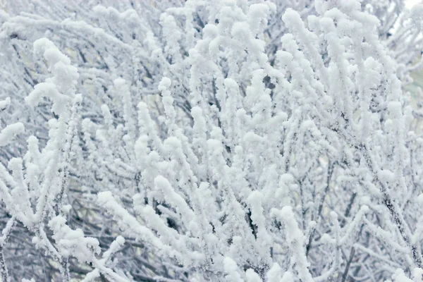 Winter frosty boomtakken close-up vulling — Stockfoto