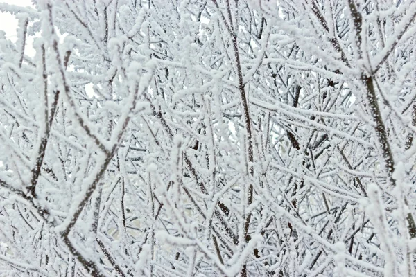 Zima, kterou frosty strom větví zblízka náplň — Stock fotografie