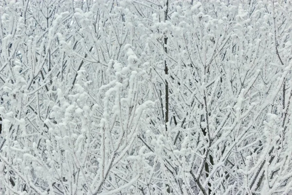 Winterfrostige Äste machen Füllung dicht — Stockfoto