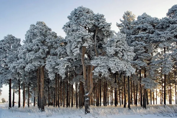 Frozen pines in the forest on a cold winter day — Stock Photo, Image