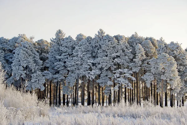 Frozen pines in the forest on a cold winter day — Stock Photo, Image