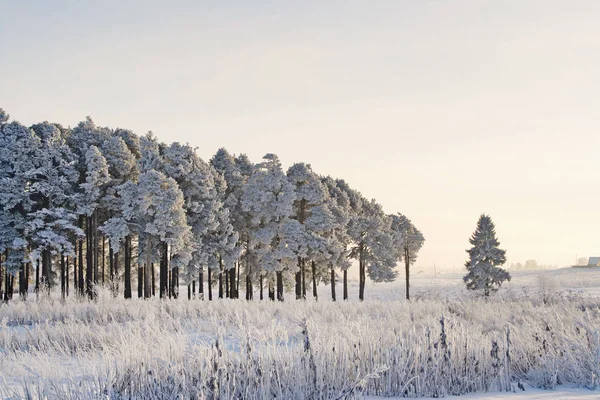 추운 겨울 날에 숲에 얼어붙은 소나무 — 스톡 사진