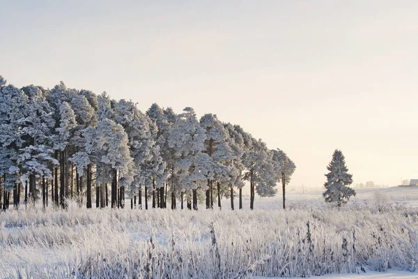 Frozen pines in the forest on a cold winter day — Stock Photo, Image