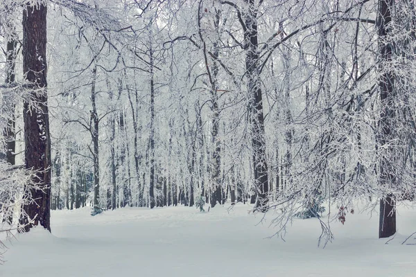 Alberi ghiacciati nella foresta in una fredda giornata invernale — Foto Stock
