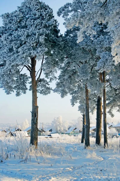 Dennenbos en dorp op een winterdag — Stockfoto