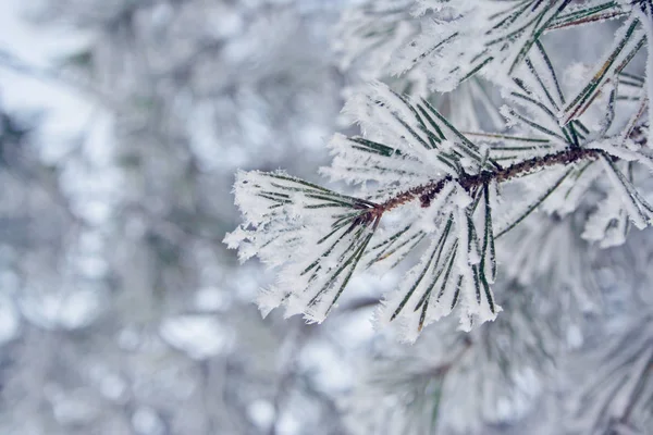 Branche givrée d'hiver sur fond blanc — Photo