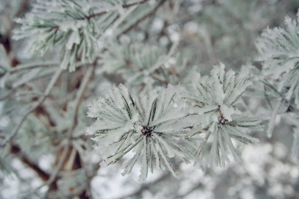 Winter frosty pine tree takken close-up vulling — Stockfoto