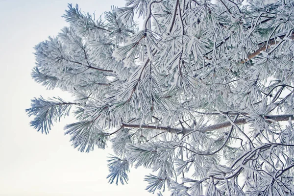 Branches de pin givré d'hiver sur fond blanc — Photo