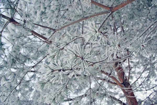 Zimowy mroźny sosna drzewo gałęzie szczegół napełniania — Zdjęcie stockowe