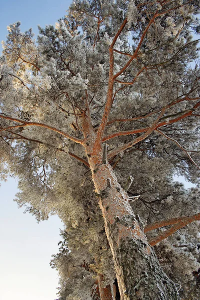 Winter frosty pine branches on a sky background — Stock Photo, Image