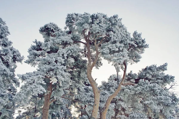 Pins congelés dans la forêt par une journée froide d'hiver — Photo