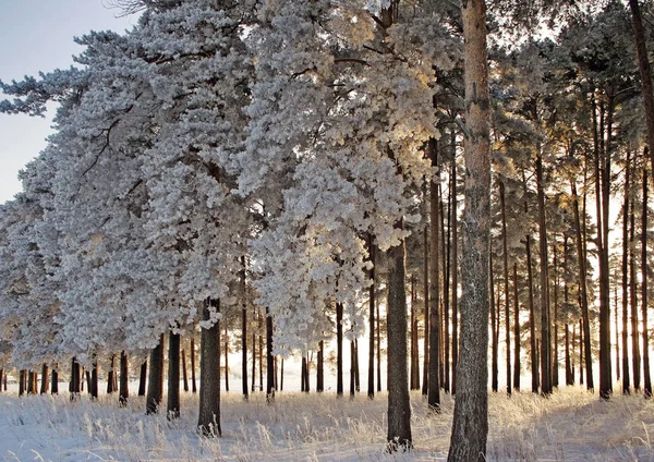 Gefrorene Kiefern im Wald an einem kalten Wintertag — Stockfoto