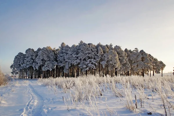 Gefrorene Kiefern im Wald an einem kalten Wintertag — Stockfoto