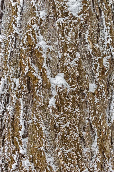 Textura de la corteza de pino cubierta de nieve — Foto de Stock