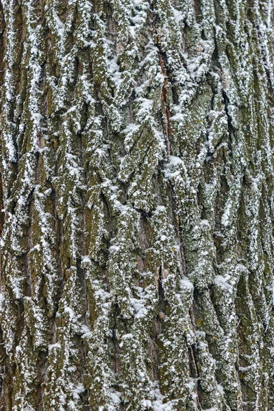 雪のテクスチャが灰色の樹皮を覆われて — ストック写真