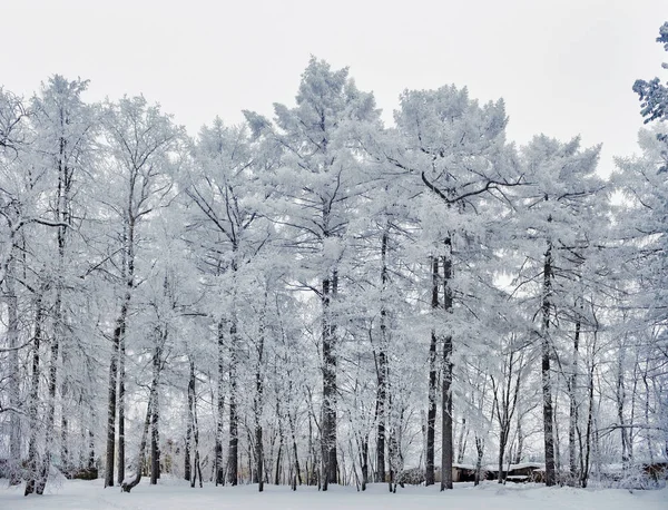 Eingefrorene Bäume im Park an einem kalten Wintertag — Stockfoto