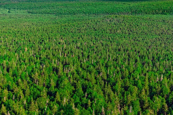 View of the forest from a height — Stock Photo, Image