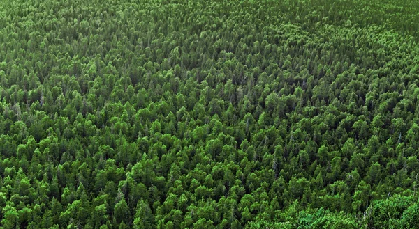 Vista del bosque desde una altura —  Fotos de Stock