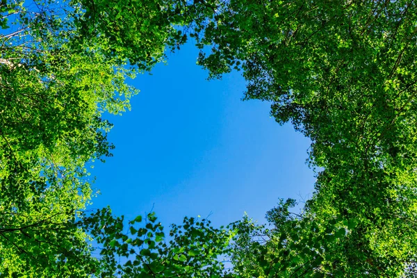 yeşil huş ağacı yaprakları ve mavi yaz göğün