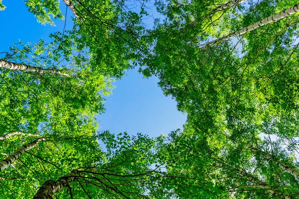 Grüne Birkenblätter und blauer Sommerhimmel — Stockfoto