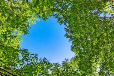 yeşil huş ağacı yaprakları ve mavi yaz göğün