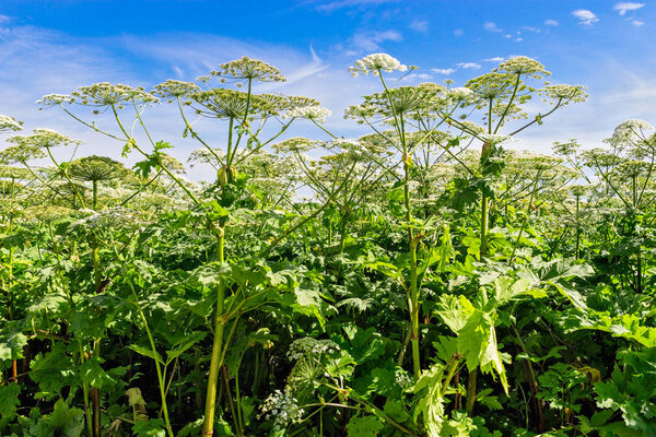blooming field of heracleum sosnowskyi on a summer day