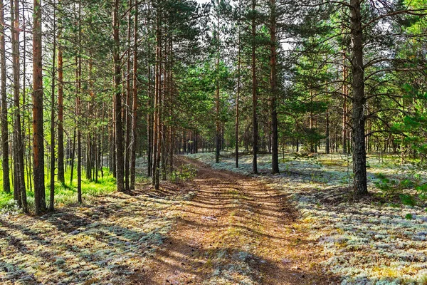 Camino de tierra en el bosque de pinos de la mañana —  Fotos de Stock