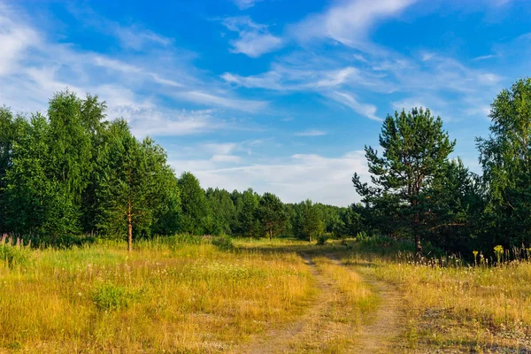 Estrada de terra na floresta em um dia de verão — Fotografia de Stock