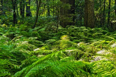 bir yaz gününde ormanda yeşil bracken çalılar