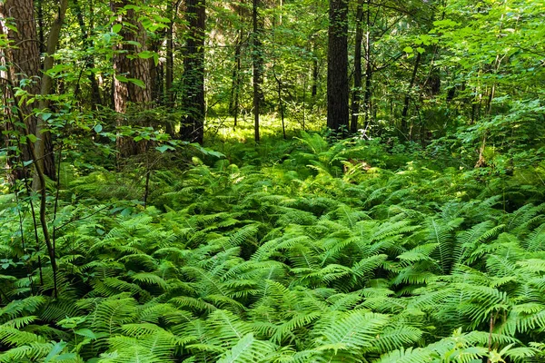 Za letního dne v lese zelené kapradí — Stock fotografie