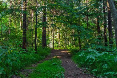 toprak yol ormandaki bir yaz gününde
