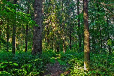 toprak yol ormandaki bir yaz gününde