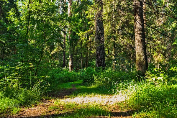 Брудна дорога в лісі на літній день — стокове фото